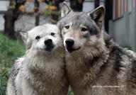 adult black_nose captivity day eyes_open facing_towards gray_wolf mouth_closed multiple orange_eyes outdoors partial_body summer_coat sunny white_fur // 1000x700 // 171KB