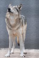 adult black_nose captivity cloudy cute day eurasian_wolf eyes_closed facing_towards full_body gray_fur image mouth_closed outdoors single standing still summer_coat zoo // 2730x4096 // 1.1MB