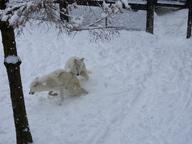 adult black_nose captivity cute day eyes_open facing_down far_away full_body gray_wolf image mouth_closed multiple outdoors playing snow snowing standing tan_fur tundra_wolf walking winter_coat // 2048x1536 // 414KB