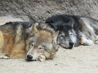 adult black_nose brown_eyes brown_fur captivity cloudy day eyes_closed facing_side facing_towards gray_fur gray_wolf image mouth_closed multiple_species on_side on_stomach outdoors partial_body resting sleeping still tan_fur white_fur winter_coat zoo // 2048x1536 // 558KB