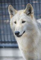 adult black_nose captivity day eyes_open image mouth_closed orange_eyes outdoors partial_body portrait single still white_fur zoo // 1080x1552 // 264KB