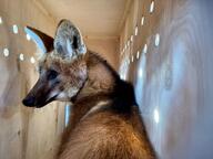 adult black_nose captivity day eyes_open facing_side image indoors maned_wolf mouth_closed orange_eyes partial_body red_fur single standing summer_coat sunny zoo // 1600x1200 // 197KB