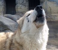 adult black_nose captivity day eyes_closed facing_towards gray_wolf howling image mouth_open outdoors partial_body single squinting standing sunny tan_fur teeth winter_coat zoo // 1792x1536 // 379KB