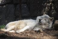 adult black_nose captivity day eyes_open facing_side full_body gray_wolf image mouth_closed on_side outdoors resting single still tan_fur white_fur winter_coat // 4096x2731 // 1.0MB