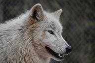 adult amber_eyes black_nose captivity cloudy day eyes_open facing_side gray_wolf image mouth_closed outdoors partial_body single standing still white_fur winter_coat // 1620x1080 // 332KB