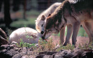 adult black_fur black_nose captivity curled day eyes_open facing_side gray_fur gray_wolf grooming image mouth_closed multiple outdoors partial_body resting sniffing standing still sunny tan_fur white_fur yellow_eyes // 1920x1200 // 860KB