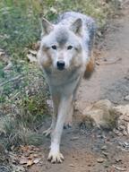 adult black_nose brown_eyes cloudy day eyes_open facing_towards full_body grass gray_fur gray_wolf image mouth_closed outdoors partial_body single standing summer_coat walking white_fur wild // 960x1280 // 215KB