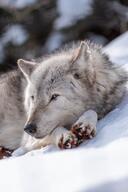 adult black_nose cute day eyes_open facing_side gray_eyes gray_fur image mouth_closed on_stomach outdoors partial_body resting single snow still sunny wild // 682x1024 // 83KB