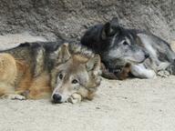 adult black_nose brown_eyes brown_fur captivity cloudy day eyes_open facing_side facing_towards gray_fur gray_wolf image mouth_closed multiple_species on_side on_stomach outdoors partial_body resting still tan_fur white_fur winter_coat zoo // 2048x1536 // 589KB
