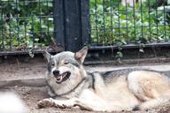 adult black_nose brown_eyes captivity cloudy day eurasian_wolf eyes_open facing_side full_body funny gray_fur gray_wolf image mouth_open on_side on_stomach outdoors resting single squinting still tan_fur teeth winter_coat zoo // 4500x3000 // 2.5MB