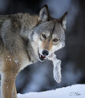 adult black_nose day eating eyes_open facing_towards gray_wolf holding_something mouth_open orange_eyes outdoors partial_body single standing summer_coat sunny teeth wild // 1776x2048 // 504KB