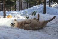 adult black_nose captivity cute day eyes_open full_body gray_wolf image mouth_closed on_back outdoors playing rolling single snow snowing tan_fur winter_coat // 1620x1080 // 302KB