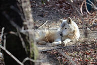 adult black_nose brown_eyes day eyes_open facing_side forest grass gray_wolf image mouth_closed on_side outdoors partial_body resting single still sunny tan_fur wild winter_coat // 1200x800 // 718KB
