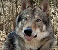 adult black_nose blep brown_fur captivity cute eyes_open facing_towards forest funny gray_fur image licking mouth_closed outdoors single sitting sunny tongue winter_coat // 1440x1240 // 122KB