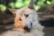 adult black_nose brown_eyes day eyes_open facing_towards gray_wolf image mouth_closed outdoors partial_body resting single still summer_coat sunny tan_fur wild // 4096x2730 // 1.1MB