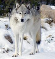 adult black_nose brown_eyes day eastern_wolf eyes_open facing_towards full_body gray_fur gray_wolf image mouth_closed outdoors single snow still white_fur wild winter_coat // 1900x2047 // 3.9MB