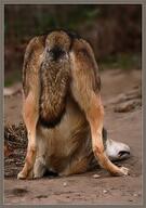 adult brown_fur captivity day facing_away full_body funny gray_wolf mouth_closed orange_eyes outdoors single sunny // 450x640 // 61KB