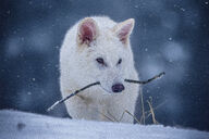adult captivity day dire_wolf eyes_open facing_towards holding_something image mouth_closed outdoors partial_body single snow standing still white_fur zoo // 2048x1365 // 992KB