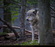 adult black_nose brown_fur captivity day eyes_open facing_towards forest gray_wolf image mouth_closed outdoors partial_body single standing still tan_fur zoo // 1024x877 // 193KB