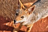 adult black_backed_jackal black_fur black_nose day desert eyes_open facing_up image mouth_open orange_eyes outdoors partial_body red_fur single standing still summer_coat sunny white_fur wild // 1200x798 // 532KB