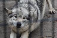 adult black_nose brown_eyes captivity cloudy cute day ears_back eyes_open facing_towards gray_fur gray_wolf image mouth_closed outdoors partial_body single standing stretching white_fur winter_coat // 1620x1080 // 158KB