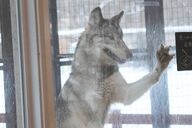 adult black_nose day eyes_open facing_side funny gray_fur gray_wolf image indoors mouth_open partial_body silly single standing standing_biped teeth white_fur wild winter_coat zoo // 1920x1280 // 817KB