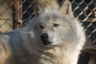 adult black_nose brown_eyes captivity day eyes_open facing_towards gray_wolf image mouth_closed outdoors partial_body portrait single standing still tan_fur winter_coat // 4096x2730 // 1.4MB