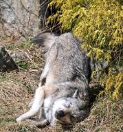 adult black_nose day eurasian_wolf eyes_open facing_towards forest full_body grass gray_fur gray_wolf image mouth_closed on_side outdoors running single squinting summer_coat sunny white_fur wild // 954x1024 // 357KB