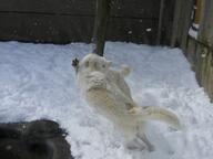 adult captivity day eyes_open facing_away full_body gray_wolf image mouth_closed playing snow snowing standing_biped tan_fur tundra_wolf winter_coat // 2048x1536 // 300KB