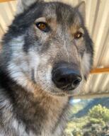 adult black_nose brown_fur captivity close_up day eurasian_wolf eyes_open facing_towards funny gray_fur gray_wolf image mouth_closed orange_eyes outdoors partial_body resting single still sunny winter_coat // 1080x1350 // 138KB