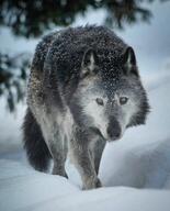 adult black_fur black_nose cloudy cute day eyes_open facing_towards full_body gray_fur image mouth_closed outdoors snow snowing standing walking wild winter_coat yellow_eyes // 1080x1339 // 226KB