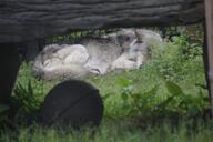 adult captivity cloudy curled day ears_back eyes_closed gray_fur gray_wolf image mouth_closed on_side outdoors partial_body resting single sleeping still white_fur winter_coat zoo // 1620x1080 // 152KB