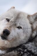 adult black_nose brown_eyes cloudy cute day ears_back eurasian_wolf eyes_open facing_towards gray_fur gray_wolf image mouth_closed outdoors partial_body resting single snow still wild winter_coat // 2730x4096 // 1.2MB