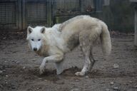 adult black_nose captivity cloudy day digging eyes_open facing_towards full_body gray_wolf image mouth_closed outdoors shedding single standing tan_fur white_fur zoo // 1672x1115 // 287KB