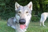 adult black_nose captivity close_up day eyes_open facing_towards forest gray_fur gray_wolf mouth_closed multiple on_stomach panting partial_body sitting sniffing summer_coat tongue video wet_fur yellow_eyes zoo // unknown size // 396KB