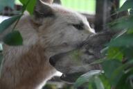 adult captivity day eyes_open facing_side gray_fur gray_wolf image mouth_open multiple outdoors partial_body standing still tan_fur teeth zoo // 1620x1080 // 198KB