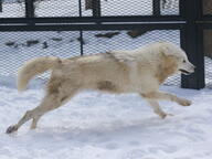 adult cloudy day eyes_open facing_side full_body gray_wolf image male mouth_closed running snow standing tail_raised tan_fur wild // 1280x960 // 976KB