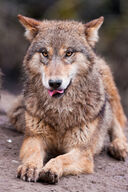 adult brown_fur captivity day eyes_open facing_towards full_body gray_wolf image mouth_closed on_stomach orange_eyes outdoors single still summer_coat sunny tongue zoo // 2339x3509 // 4.4MB