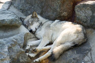 adult black_nose captivity day eyes_closed facing_towards full_body image mouth_closed on_side outdoors pawpads single sunny tan_fur zoo // 4592x3056 // 1.4MB
