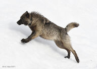 adult black_fur black_nose brown_eyes brown_fur climbing day eyes_open facing_side full_body gray_wolf image mouth_closed outdoors single snow standing wild winter_coat // 1414x1000 // 203KB