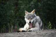 adult black_nose day eurasian_wolf eyes_closed facing_towards full_body gray_fur gray_wolf image mouth_open on_stomach outdoors resting single sunny teeth tongue white_fur wild winter_coat yawning // 4272x2848 // 2.4MB