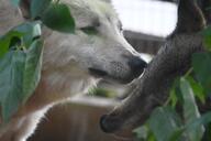 adult black_nose brown_eyes captivity cute day eyes_open facing_side gray_fur gray_wolf image mouth_closed multiple outdoors partial_body sniffing standing still tan_fur winter_coat // 1620x1080 // 189KB