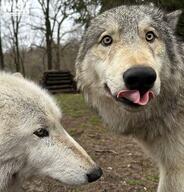 adult black_nose brown_eyes close_up cloudy day ears_back eyes_open facing_towards forest funny gray_fur gray_wolf image licking mlem mouth_closed multiple outdoors partial_body standing still tan_fur tongue wild winter_coat // 1920x2000 // 1.2MB