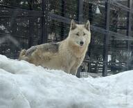 adult black_nose captivity cloudy day eyes_open facing_side gray_eyes gray_wolf image mouth_closed outdoors partial_body single snow snowing standing still tan_fur tundra_wolf winter_coat zoo // 2048x1664 // 423KB