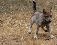adult black_nose brown_fur day eyes_open facing_towards grass gray_wolf image jumping mouth_closed outdoors single standing wild young // 4147x3232 // 4.2MB