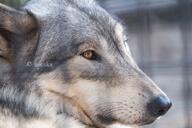 adult black_nose brown_eyes captivity cloudy day eyes_open facing_side gray_fur image mouth_closed outdoors partial_body single standing still winter_coat // 4096x2730 // 1.4MB