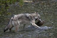 adult cloudy day eurasian_wolf eyes_open facing_towards full_body gray_fur gray_wolf holding_something image mouth_closed outdoors prey single standing tan_fur teeth water wet_fur wild // 4752x3168 // 6.2MB