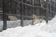 adult black_nose brown_fur captivity day eyes_open facing_side full_body gray_fur gray_wolf image mouth_open outdoors playing running single snow snowing standing tan_fur teeth winter_coat zoo // 2048x1378 // 423KB