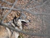 adult black_nose brown_fur day eurasian_wolf eyes_closed facing_side forest gray_fur gray_wolf image mouth_open outdoors panting single standing still teeth tongue wild winter_coat // 1413x1068 // 275KB