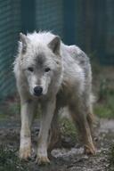 adult black_nose brown_eyes cloudy day ears_back eurasian_wolf eyes_open facing_towards full_body gray_fur gray_wolf image mouth_closed outdoors raining shedding single standing walking wet_fur white_fur wild // 2499x3747 // 761KB